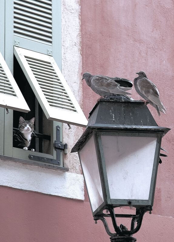 国际滑冰联合会推动青少年冰雪运动普及，国际滑冰比赛