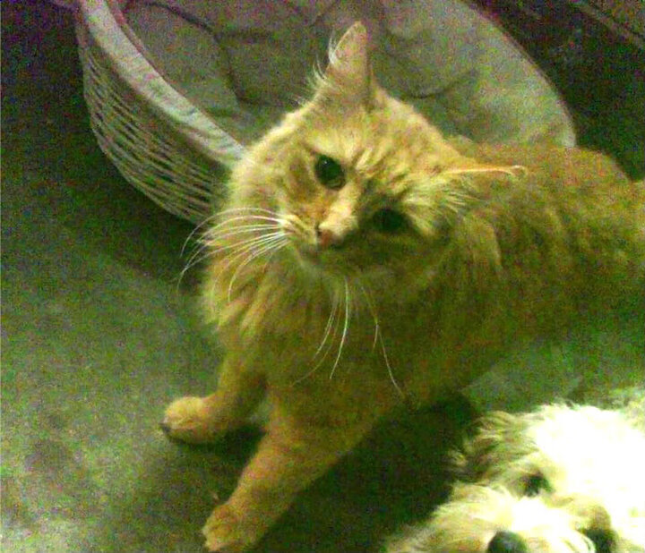 _冰上自行车比赛:速度与技巧的完美融合_,冰上自行车带来的乐趣