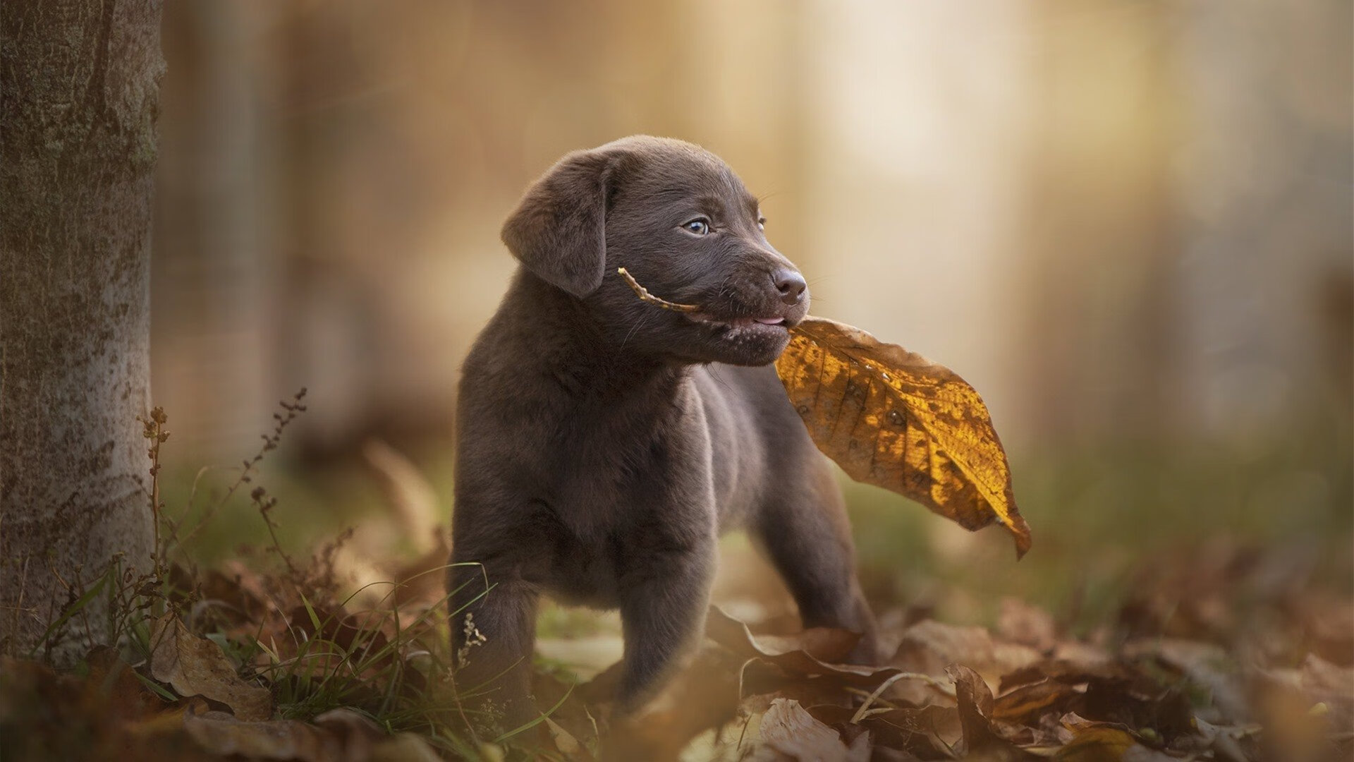 AYX SPORTS-_风能动力运动会：绿色能源新亮点_，风能比赛